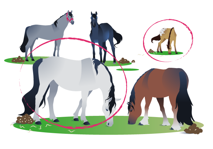 Quel est l'intérêt de la vermifugation raisonnée chez le cheval ?