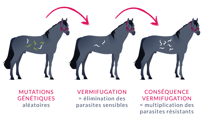 Tout savoir sur la vermifugation des équidés