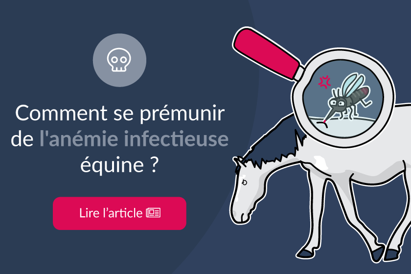 Comment se prémunir de l'anémie infectieuse équine ?