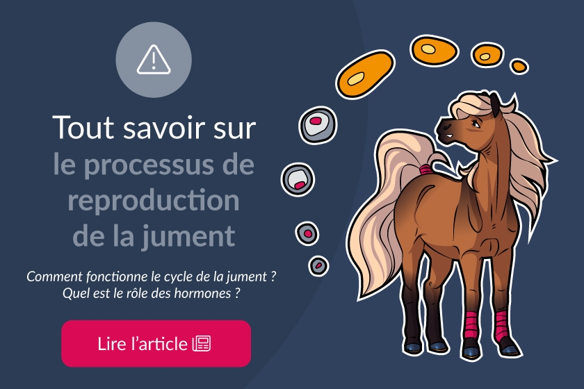 Tout savoir sur le processus de reproduction de la jument