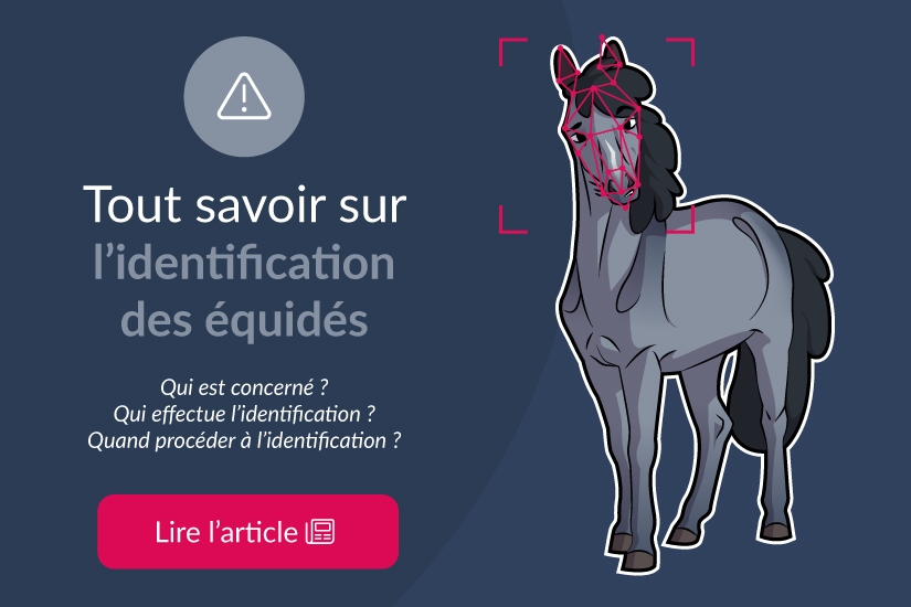 Tout savoir sur l'identification des équidés
