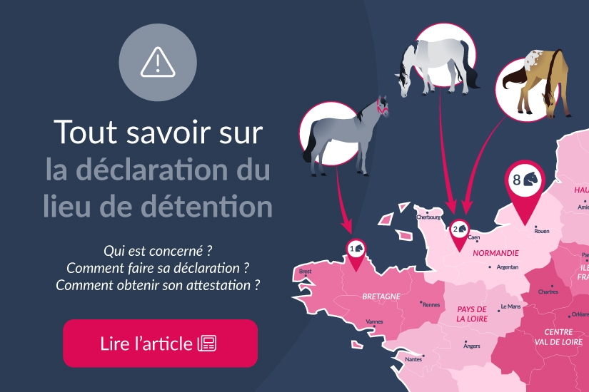 Tout savoir sur la déclaration du lieu de détention des équidés