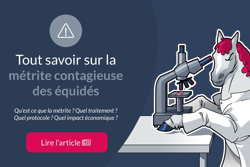 Tout savoir sur la Métrite Contagieuse des Equidés !