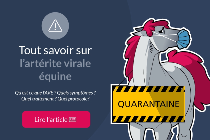 L'Artérite Virale Equine, comment la dépister ?