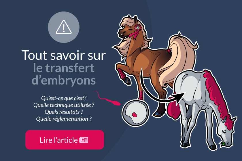 Le transfert d