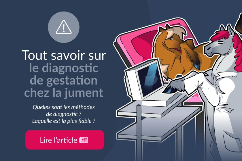 Le diagnostic de gestation chez la jument