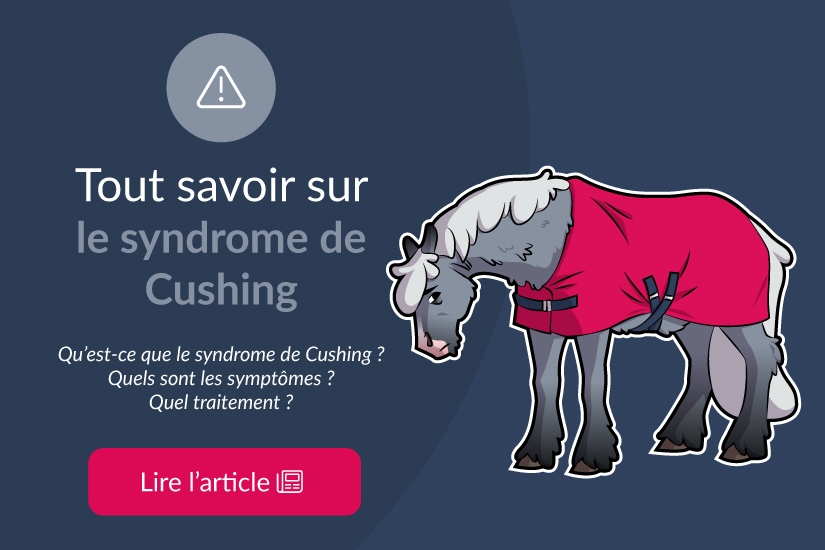 Tout savoir sur le syndrome de Cushing équin ou DPIP
